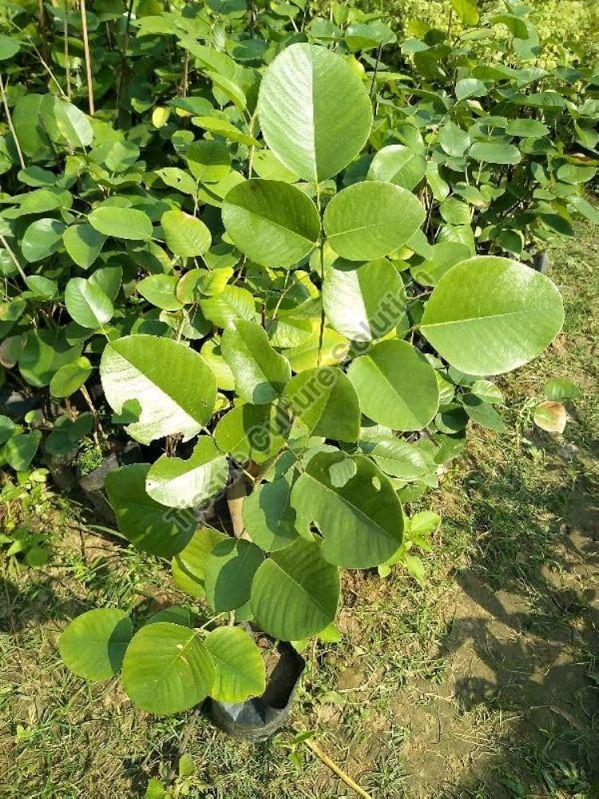 Red Sandalwood Plant