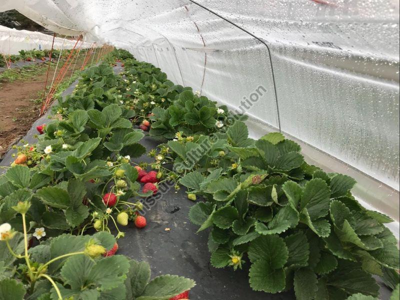 Strawberry Runner Plant, Packaging Type : Plastic Bag