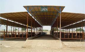 Black Polished Fibre Dairy Sheds, For Weather Protection