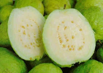 Green Round Organic A Grade Guava, Shelf Life : 10 Days