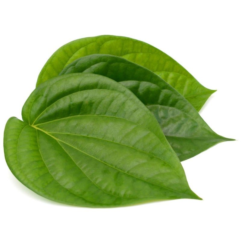 Green Natural Betel Leaf