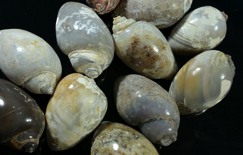 Yellow Snail Fossil Druzy Agate Gemstone, Feature : Anti Corrosive, Fadeless, Shiny Looks