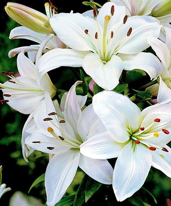 White Natural Fresh Lily Flower, Purpose : Events Use, Gifting, Parties
