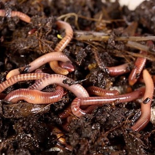 Earthworm Vermicompost