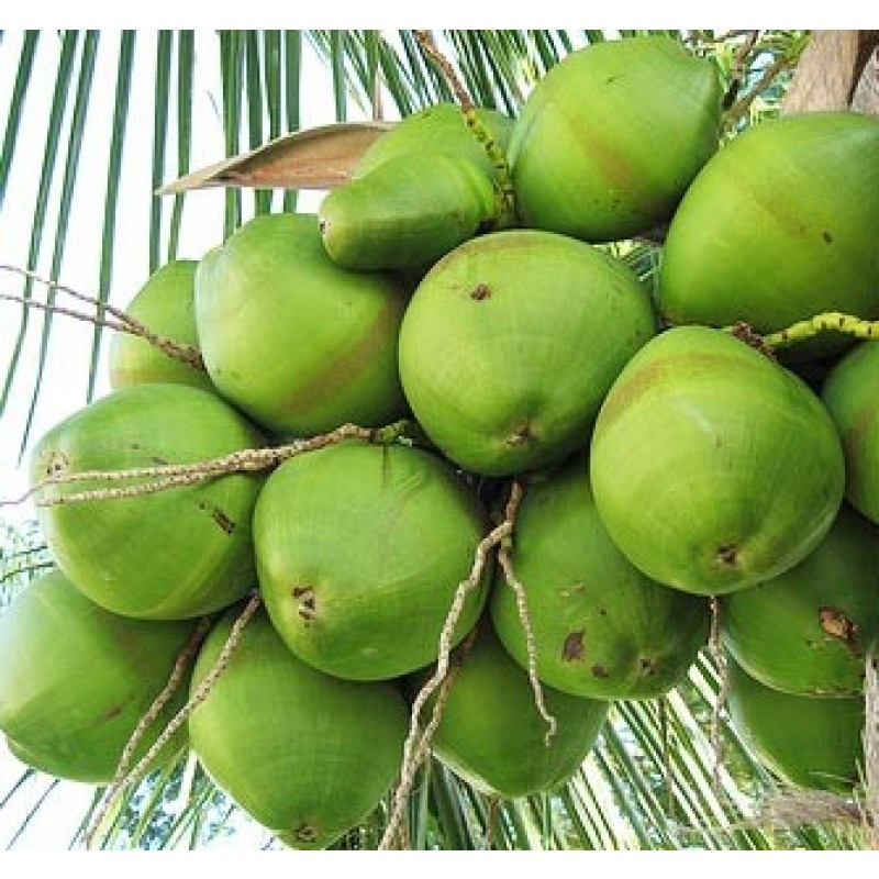 Natural Green Tender Coconut, for Human Consumption, Packaging Type : Gunny Bags