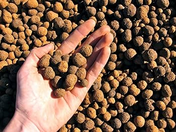 Brown Ashoka Seed Balls, Style : Dried