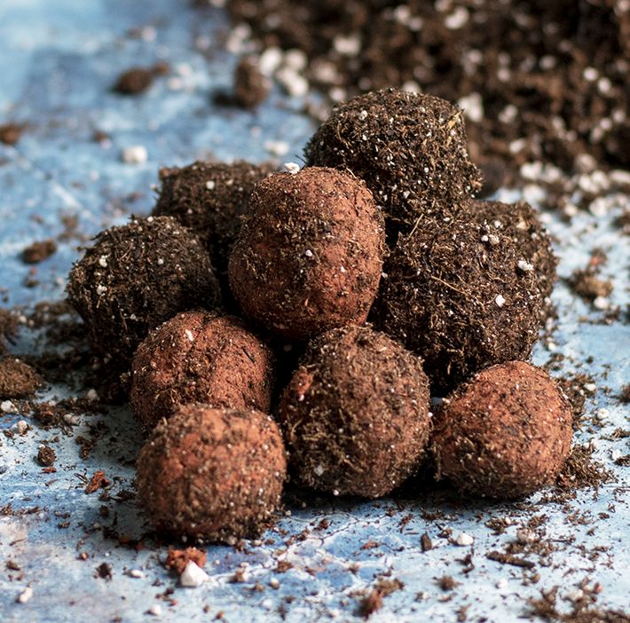 Wild Flower Seed Balls, Style : Dried