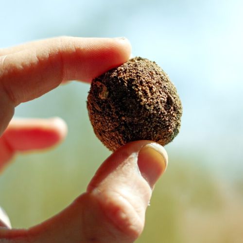 Zinnias Seed Balls, Style : Dried