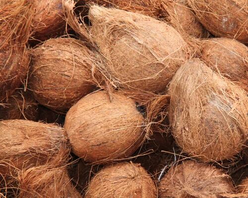 Hard Natural Semi Husked Coconut, for Pooja, Cosmetics, Cooking, Speciality : Healthy, Easily Affordable