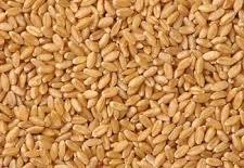 Creamy Organic Wheat, For Cooking, Certification : Fssai