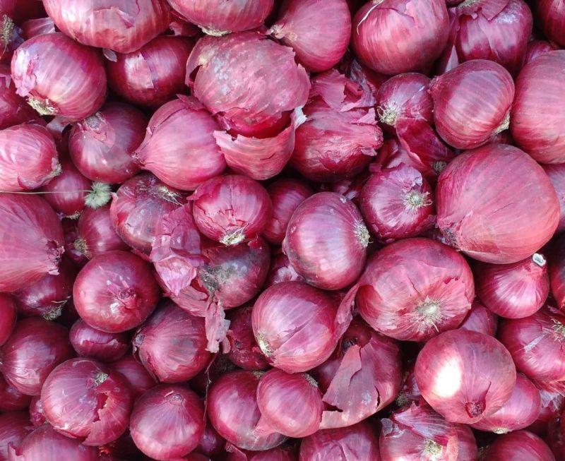 Indian Red Onion, Packaging Size : 20 Kg