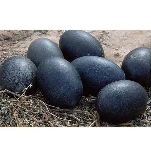 Black Kadaknath Chicken Egg