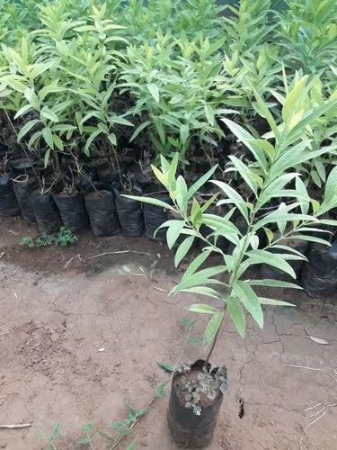 Green White Sandalwood Plant, Size : 2-4 Feet