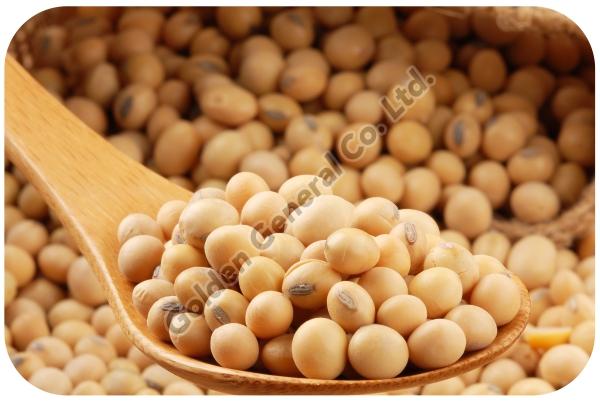 Soybean Seeds