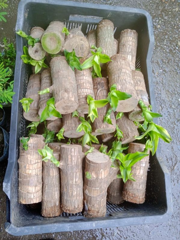 Brazilian Lucky Bamboo Wood