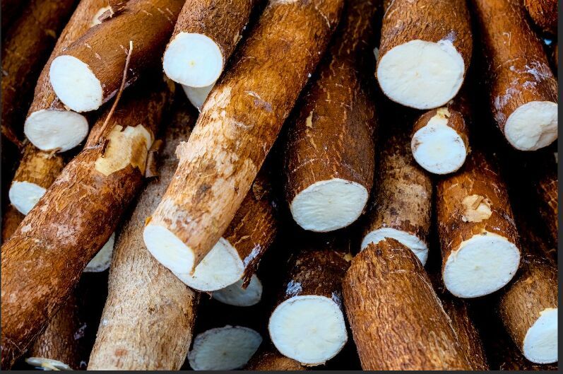 Cassava