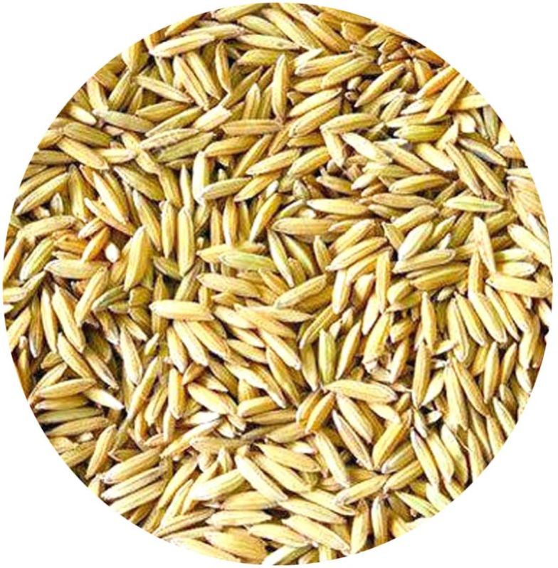 Paddy Seed