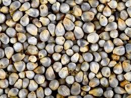 Pearl Millet Seeds