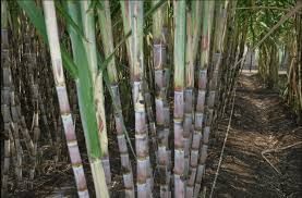 Sugar Cane