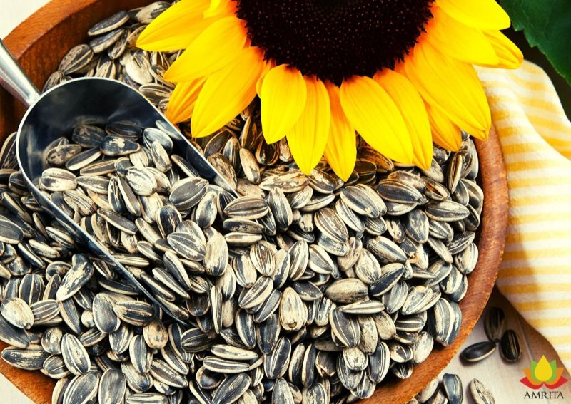 Sunflower Oil Seeds