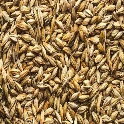 Barley Grain