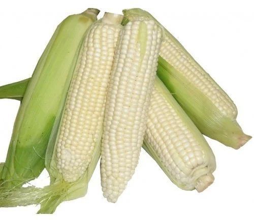 Fresh White Corn