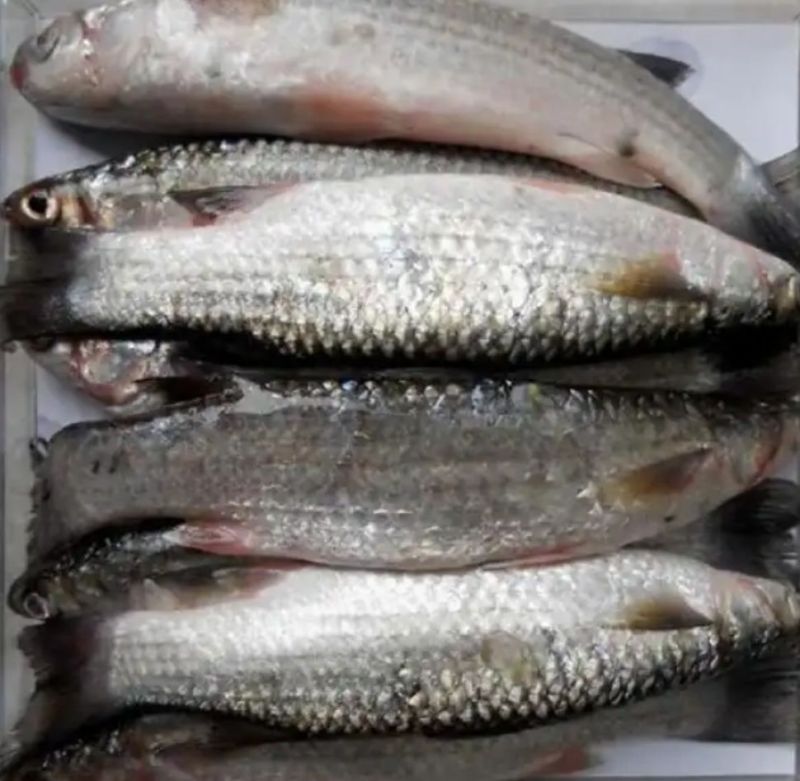 Frozen Grey Mullet Fish