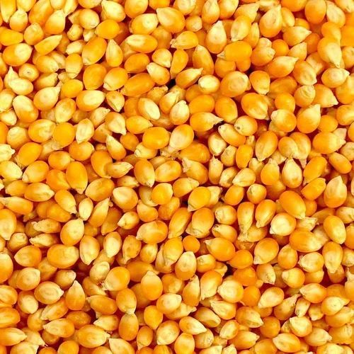 Yellow Popcorn Seeds