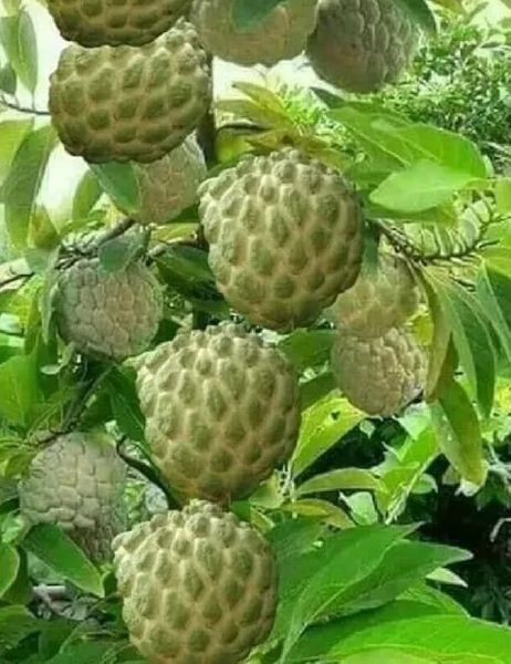 Custard Apple Plant