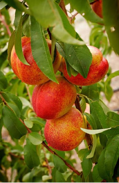 Nectrine Fruit Plant