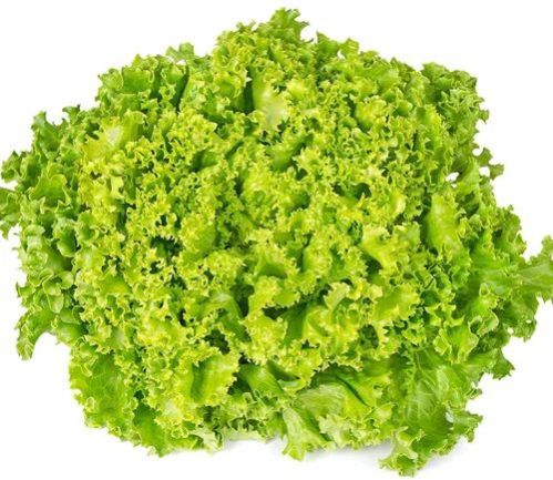 Fresh Green Lettuce