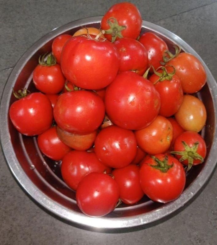 Indian Fresh Tomato