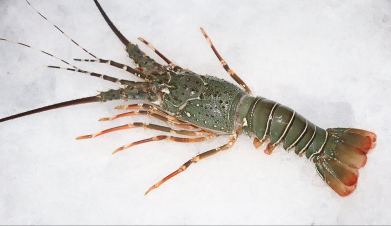 Frozen Lobster