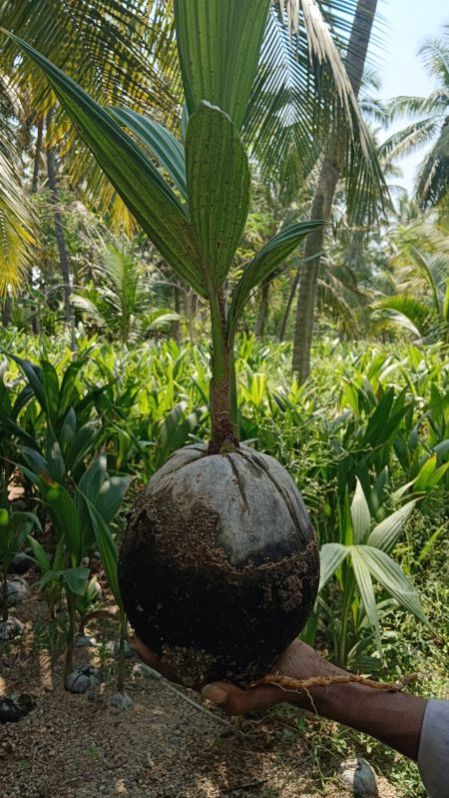 Deejay Sampoorna Coconut Plant