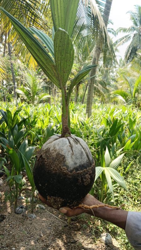 Deejay Sampoorna Coconut Plant