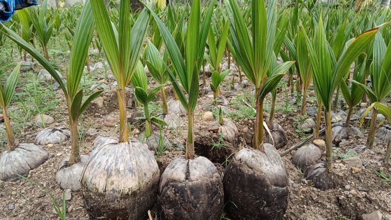 Coconut Plants