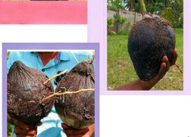 GangaBandom Coconut Plant