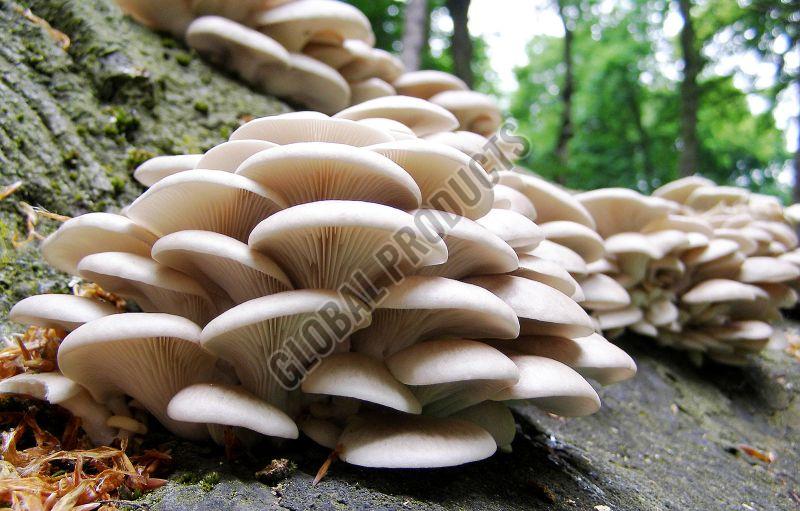 Creamy Oyster Mushroom, For Cooking