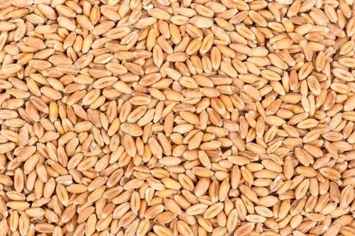 Brown Wheat Grain