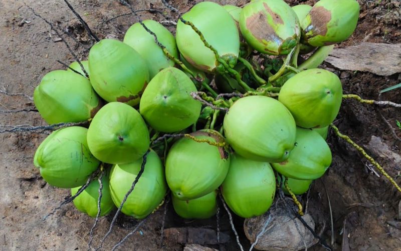 Green Tender Coconut