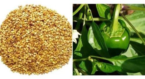 green capsicum seeds