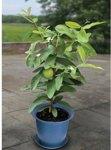 guava plant