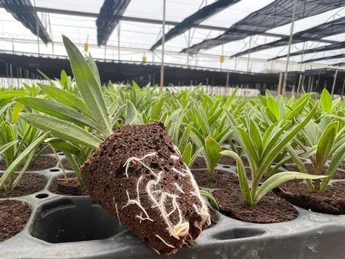 Gypsophila Flower Plant
