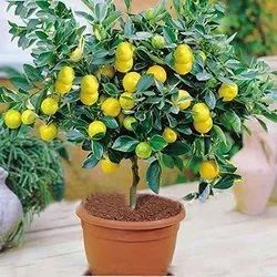 lemon plant