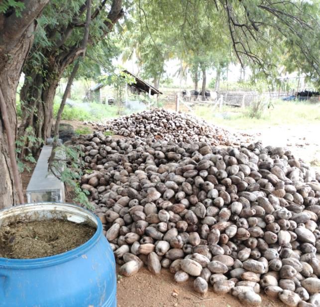 Dried Organic Coconut Copra