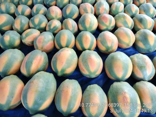 Organic Papaya Fruit