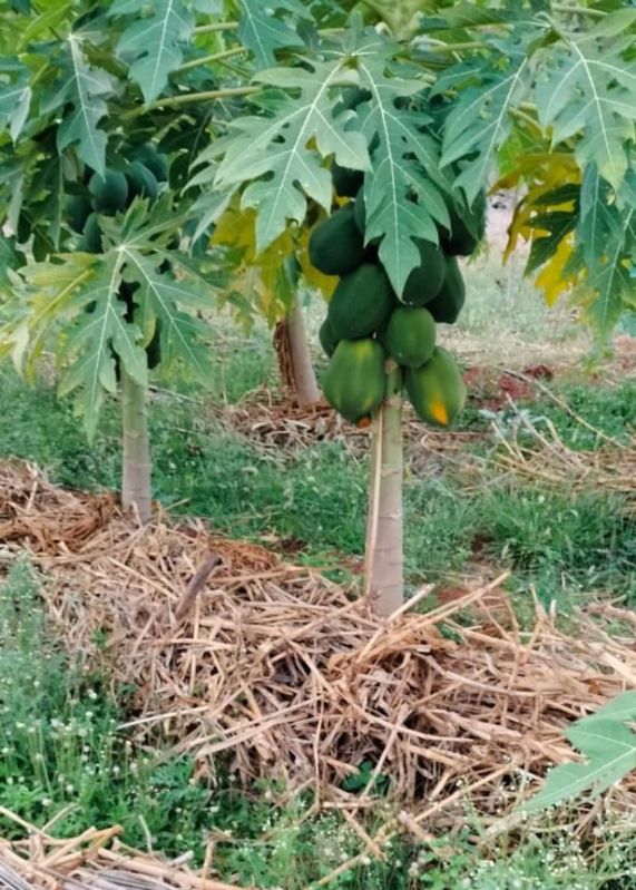 Organic Papaya Fruit