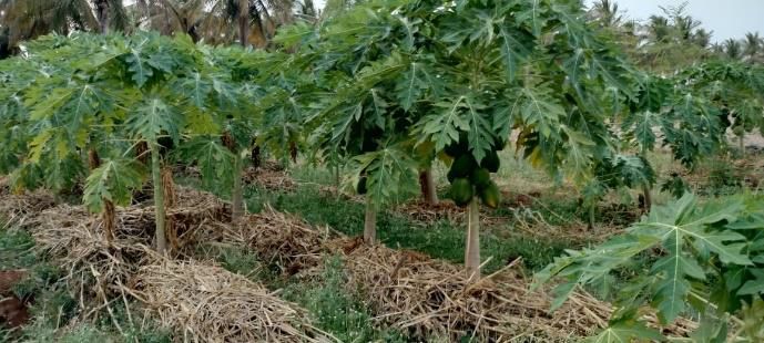 Organic Papaya Fruit