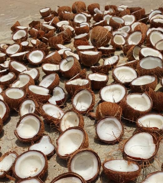 Dried Organic Coconut Copra