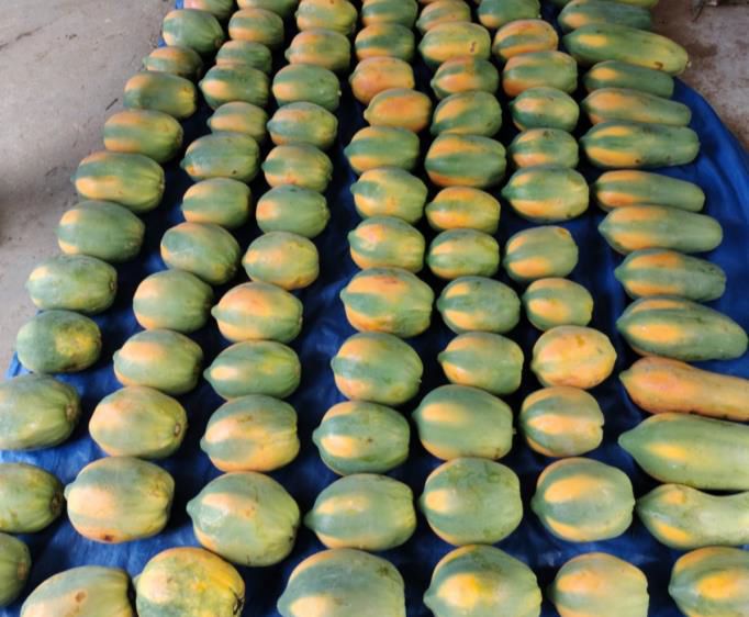 Organic Papaya Fruit